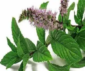 این کرم گیاهی می تواند علائم اگزما را کاهش دهد