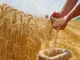 قیمت گندم تغییر کرد -  نان و ماکارونی باز هم گران می شود؟