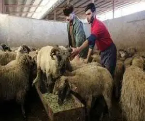 قیمت جدید دام زنده امروز 9 مرداد 1405 -  گوساله کیلویی 530 هزار تومان شد + جدول