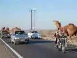 تصادف سمند با 3 شتر مرگبار شد
