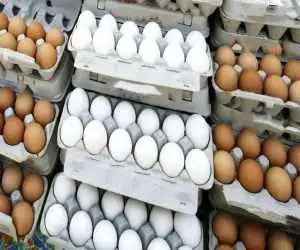 قیمت جدید تخم مرغ ؛ چرا قیمت پایین نمی آید؟