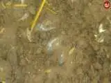 (قبضۀ طلایی شمشیر) از دل یک مزرعه بیرون آمد + عکس