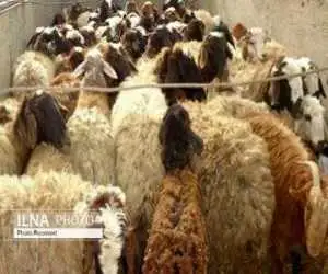 تناقض جالب بازار گوشت؛ دام 30 درصد ارزان شد، گوشت برای مصرف کننده نه!