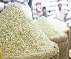 قیمت جدید برنج؛ طارم هاشمی، دم سیاه گیلان و برنج دودی کیلویی چند شد؟