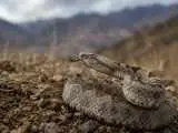فوت یک ورزشکار و اشتباهات مرگبار پس از مارگزیدگی  -  در این خیابان تهران هم احتمال مارگزیدگی وجود دارد