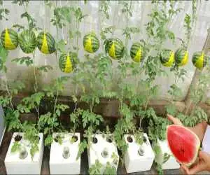 ببینید؛ جالب ترین ایده برای کاشتن هندوانه در خانه + ویدئو