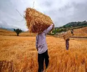 خبر خوش دولت برای گندمکاران -  واریزی میلیاردی شروع شد؛ حساب خود را چک کنید