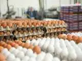 قیمت داغ تخم مرغ در اوج گرما + ویدئو