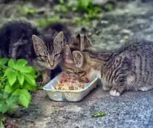 (این یک مافیای بزرگ است)؛ افشاگری درمورد کاسبی از غذارسانی به حیوانات
