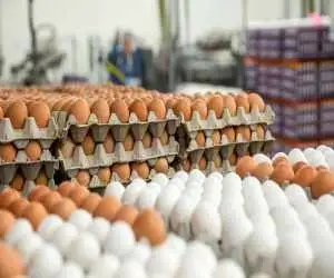 قیمت داغ تخم مرغ در اوج گرما + ویدئو