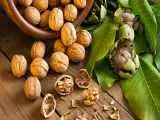 گردو را کجا نگهداریم؟ یخچال یا فریزر؛ کدام بهتر است؟