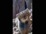 زل زدن بامزه گربه پالاس از نزدیک ترین نما به دوربین فیلمبرداری  -  ویدئو
