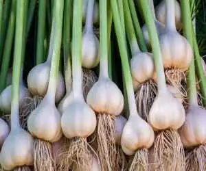 سیر را در یخچال نگذارید؛ قانون طلایی نگهداری سیر