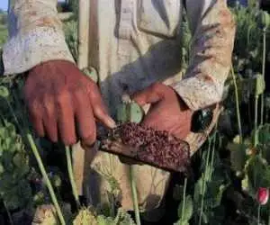 کشت شقایق الیفرا تصویب شد