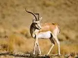 کشف 41 جمجمه آهو در اصفهان + عکس