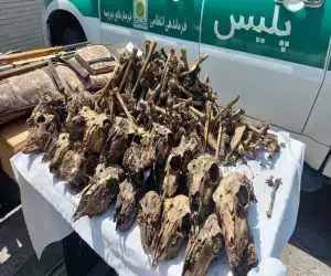 چاه پر از جمجمه در حاشیه (موته)  -  محیط زیست در انتظار نتایج آزمایش  ها  -  متخلفان نقره داغ می  شوند