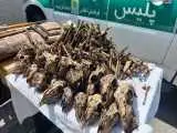 چاه پر از جمجمه در حاشیه (موته)  -  محیط زیست در انتظار نتایج آزمایش  ها  -  متخلفان نقره داغ می  شوند