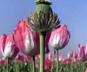 کشت قانونی (شاهدانه) در ایران؛ ماجرا چیست و چه چیزی قرار است در مزارع کاشته شود؟