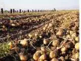 صادرات سیب زمینی ممنوع شد -  جزئیات