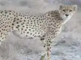 هشدار درمورد آینده یوزپلنگ ایرانی -  حفاظت با چشم بسته ممکن نیست