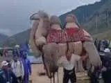 غول ایرانی شتر 400 کیلویی را بلند کرد