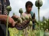 جاساز جالب شیریه تریاک از یک سوداگر مواد مخدر شناسایی شد