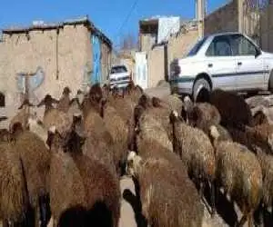 قیمت جدید دام زنده اعلام شد -  قیمت گوساله به 500 هزار تومان رسید