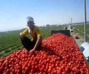 اعمال محدودیت های صادراتی برای گوجه فرنگی رد شد