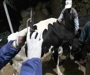 عملیات سراسری واکسیناسیون تب  برفکی شروع شد