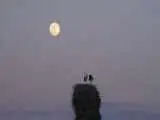 (خانه ای برای لک لک ها) آماده نمایش شد