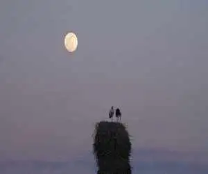 (خانه ای برای لک لک ها) آماده نمایش شد