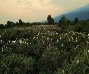 (کابوک) در جمع 26 مستند بلند جشنواره نیواورلئان