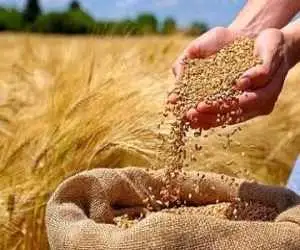 تعیین تکلیف قیمت گندم تا پایان شهریور  - هزینه  تمام شده تولید گندم چند است؟