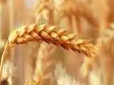 گندم را یکجا تحویل دادند، پول را قطره چکانی گرفتند؛ صدای گندمکاران درآمد  -  کشاورز: پول گندم 3 ماه خوابیده، جریمه وام را گرفتید!