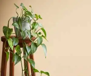 نگهداری گیاه پتوس در منزل ؛ برای رشد گل پتوس چی خوبه؟