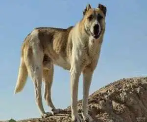 کودک تبریزی بر اثر هاری فوت کرد؛ وزارت بهداشت قصور احتمالی را بررسی می کند