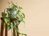 نگهداری گیاه پتوس در منزل ؛ برای رشد گل پتوس چی خوبه؟