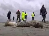 معمای لاشه  ها در سواحل ایران؛  فوک  ها کجا می  میرند؟  -  5 کشور برای حفاظت از تنها پستاندار خزر پای کار می  آیند