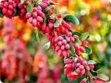 4 فایده شگفت انگیز زرشک برای سلامتی بدن