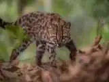 چرا کشف یک گربه کوچک دنیای علم را تکان داد؟ + ویدئو از گربه تازه شناسایی شده