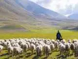 معمای قتل چوپان در طویله + ویدئو