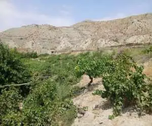 حمله میناها به مزارع خراسان شمالی  -  900 هکتار کاملینا خسارت دید