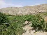 حمله میناها به مزارع خراسان شمالی  -  900 هکتار کاملینا خسارت دید