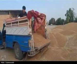 خبر مهم برای گندمکاران -  رقم پیشنهاد خرید تضمینی گندم اعلام شد
