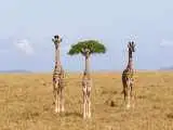 کمدین های حیات وحش را ببینید!