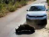 لحظه کوبیده شدن حیوان وحشی با خودروی پارک شده کنار جاده جنگلی  -  ویدئو
