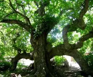 بررسی کهنسال ترین درختان ثبت  ملی شده در ایران
