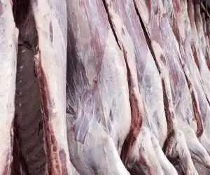 مجوز کشتار اسب و الاغ صادر شد؟ ؛ پاسخ رئیس سازمان دامپزشکی
