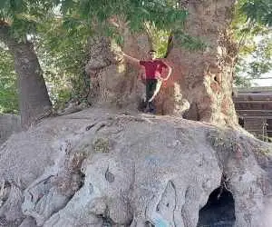 چنار 2500 ساله خراسان کجاست؟  -  درختی که 10 نفر برای دربرگرفتن تنه اش کافی نیستند