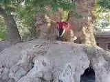 چنار 2500 ساله خراسان کجاست؟  -  درختی که 10 نفر برای دربرگرفتن تنه اش کافی نیستند